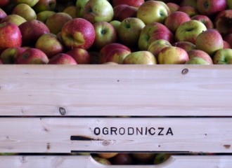 Obrazek: Przechowalni Owoców i Warzyw w Łącku: 5 ton na godzinę!